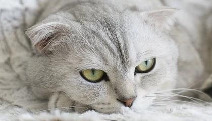 leyu.com-中国队蛙泳调整不够理想，中国蛙泳冠军是谁